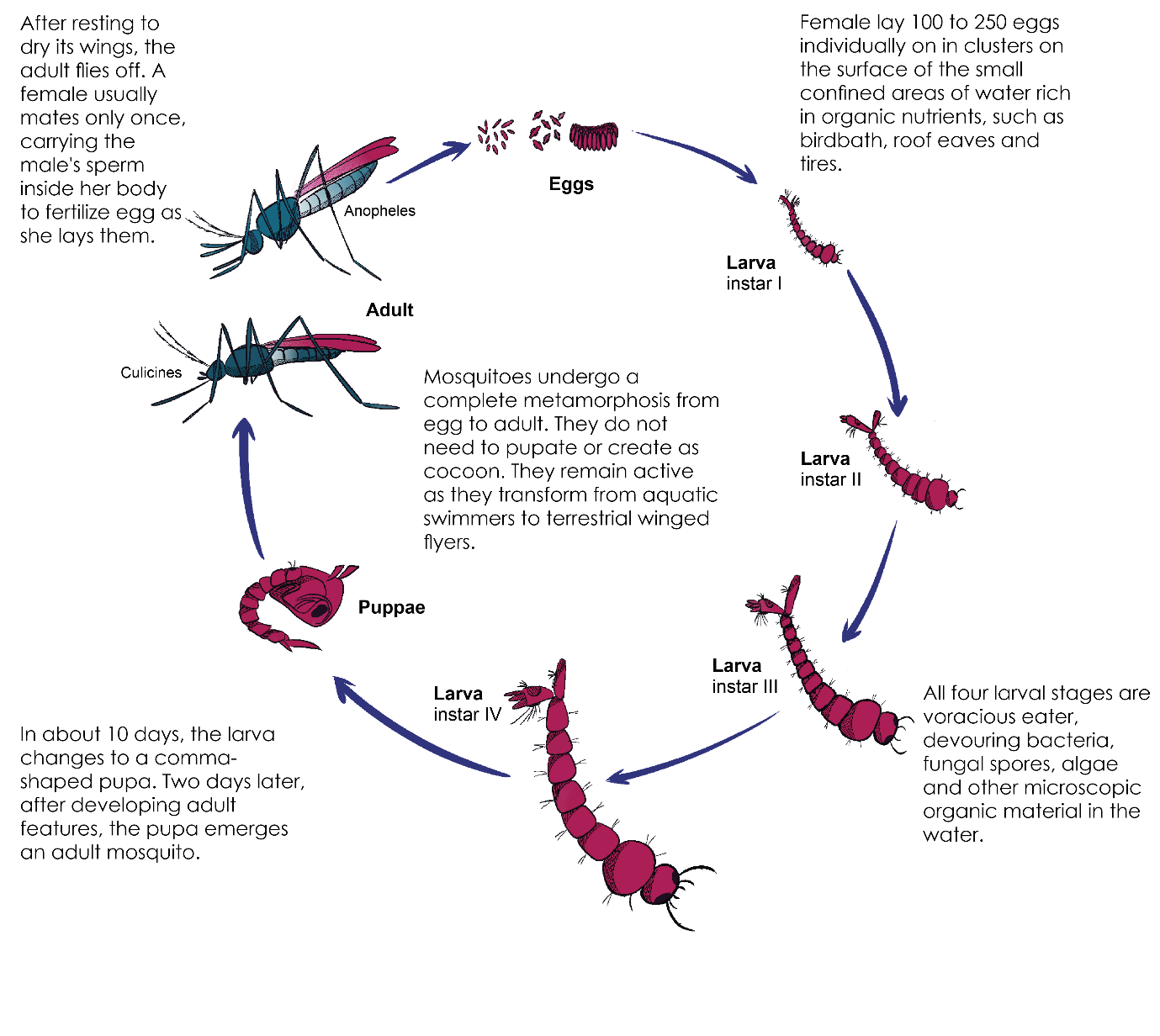 mosquito life schema