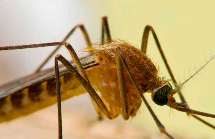 culex quinquefasciatus mosquito