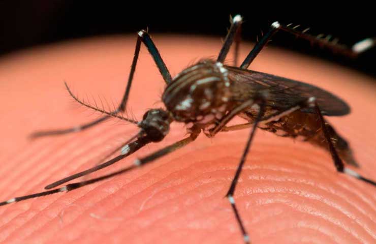 Aedes aegypti mosquito