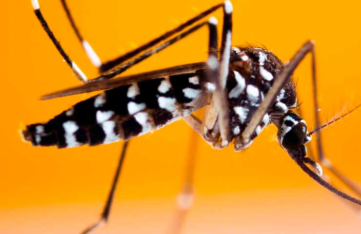 Aedes albopictus