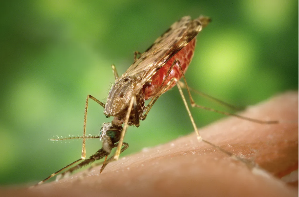 Anopheles Gambiae Biting Human