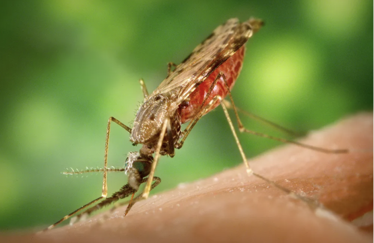 Anopheles Gambiae Biting Human