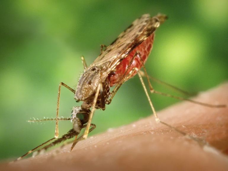 Anopheles Gambiae Biting Human